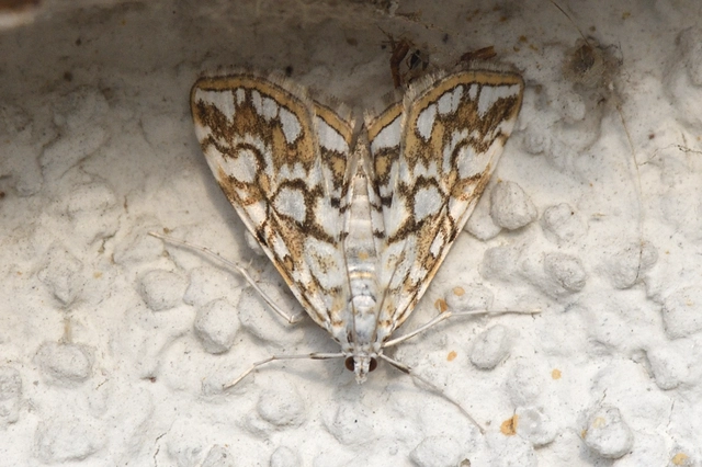 Elophila nymphaeata - tarka vízimoly