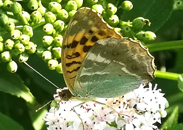 Argynnis paphia - nagy gyöngyházlepke
