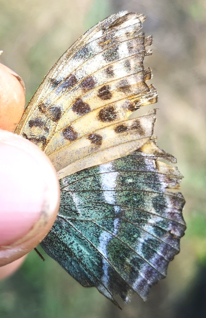 Argynnis paphia - nagy gyöngyházlepke