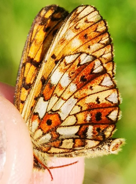 Boloria selene - fakó gyöngyházlepke