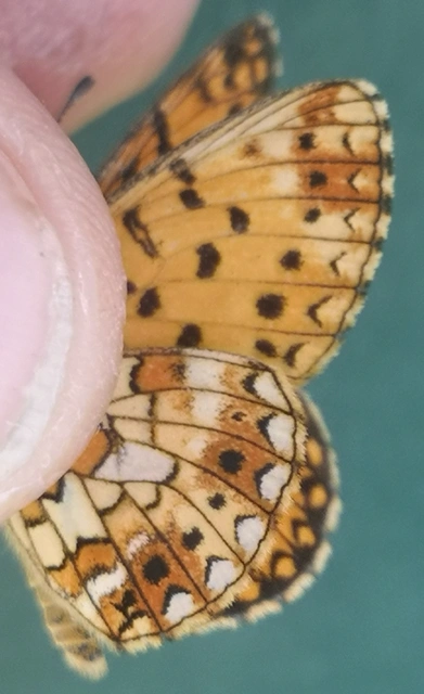 Boloria selene - fakó gyöngyházlepke
