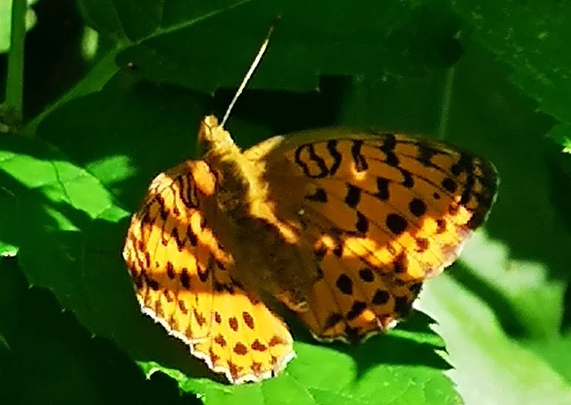 Brenthis daphne - málna-gyöngyházlepke
