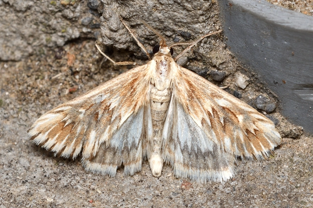 Cynaeda dentalis - gyakori ciframoly