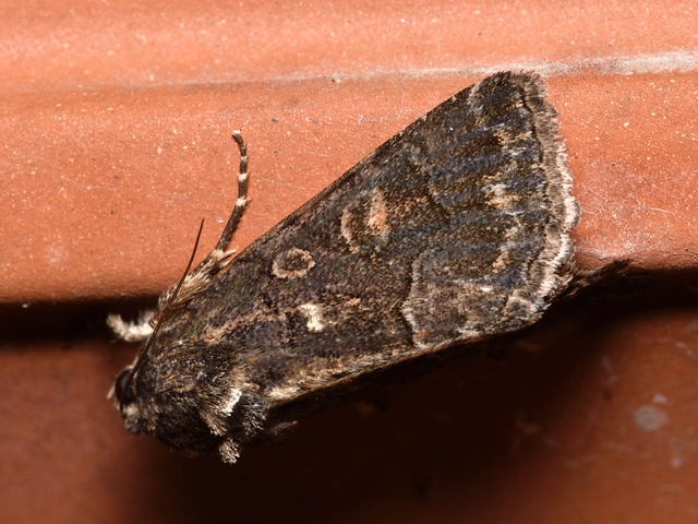 Thalpophila matura - fakó erdeibagoly