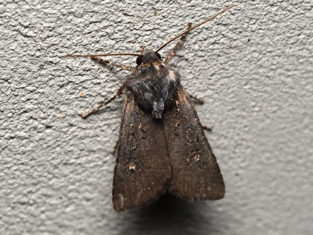 Euxoa nigricans - feketés földibagoly