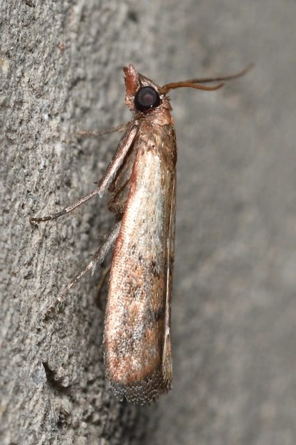 Plodia interpunctella - aszalványmoly