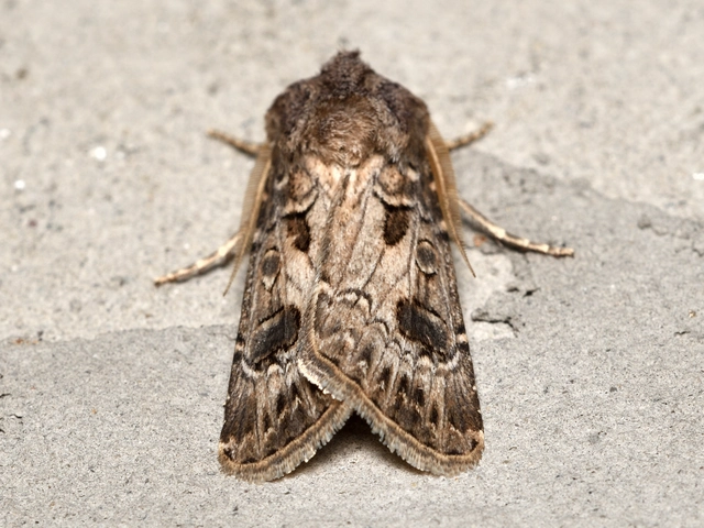 Agrotis bigramma - kétjegyű földibagoly