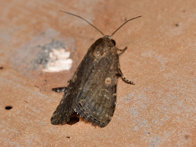 Spodoptera exigua - apró jegyesbagoly