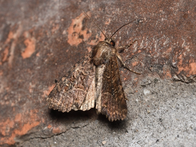 Mesapamea secalella/secalis