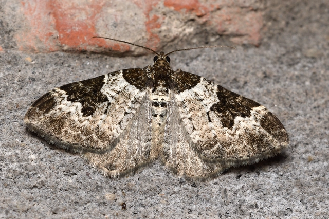 Xanthorhoe fluctuata - közönséges tarkaaraszoló