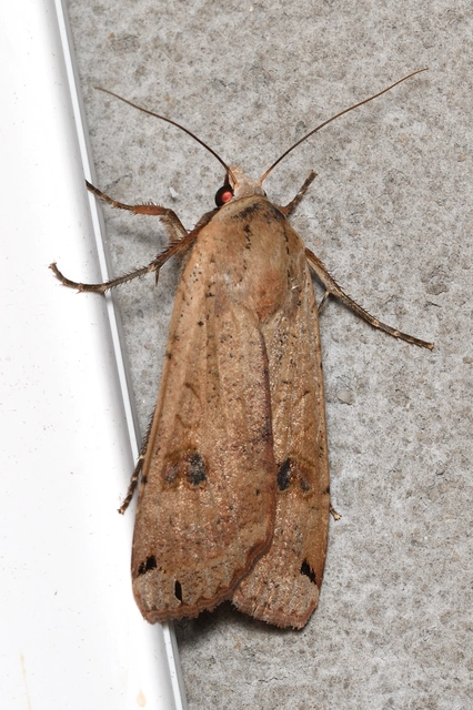 Noctua pronuba - nagy sárgafűbagoly