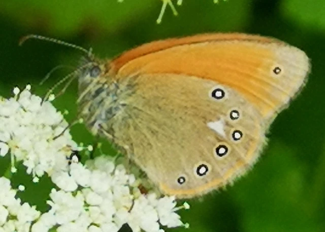 Coenonympha glycerion - közönséges szénalepke