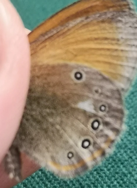 Coenonympha glycerion - közönséges szénalepke