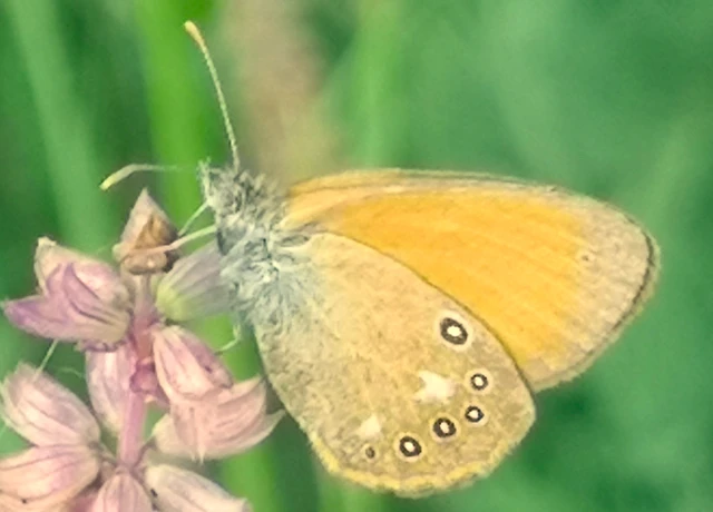 Coenonympha glycerion - közönséges szénalepke