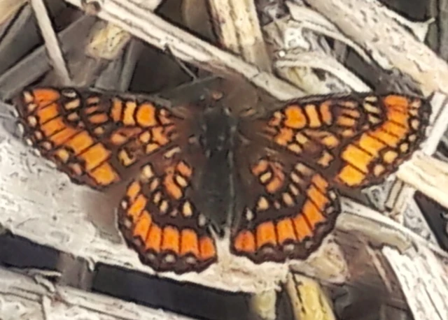 Euphydryas maturna - díszes tarkalepke
