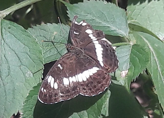 Limenitis camilla - kis lonclepke