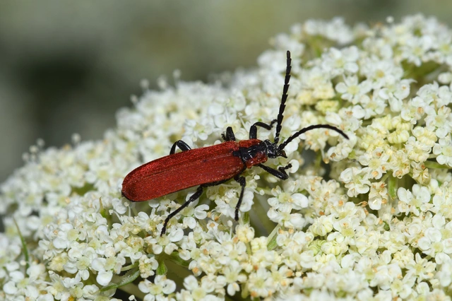 Lygistopterus sanguineus - vérbogár