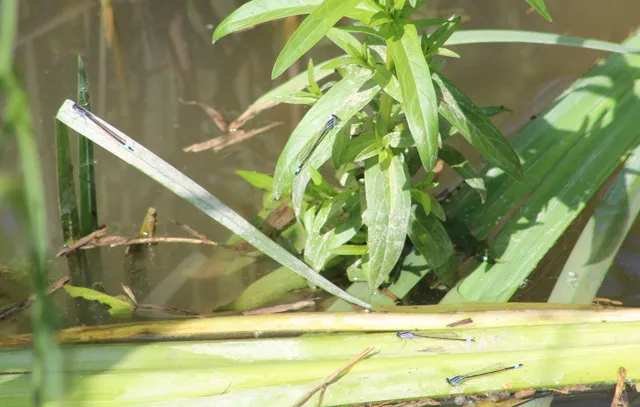 Ischnura elegans pontica - kéköves légivadász