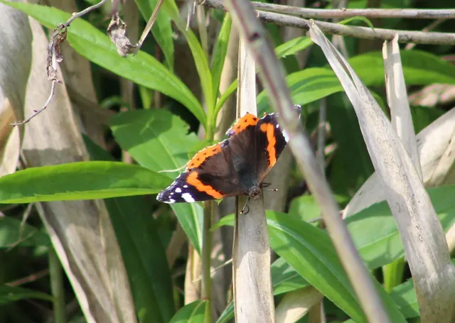 Vanessa atalanta - atalantalepke