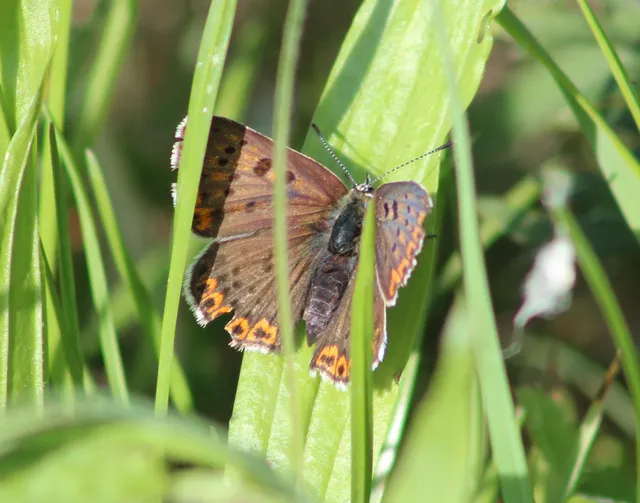 Lycaena tityrus - barna tűzlepke