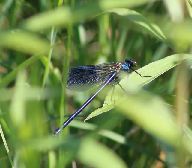 Calopteryx splendens - sávos szitakötő