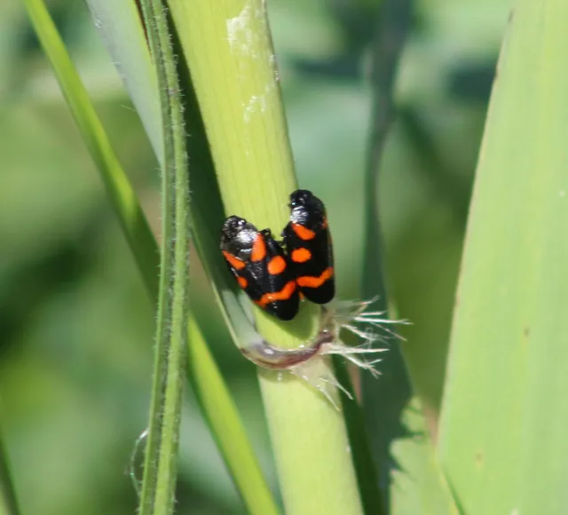 Cercopis