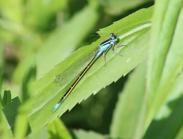Ischnura elegans pontica - kéköves légivadász