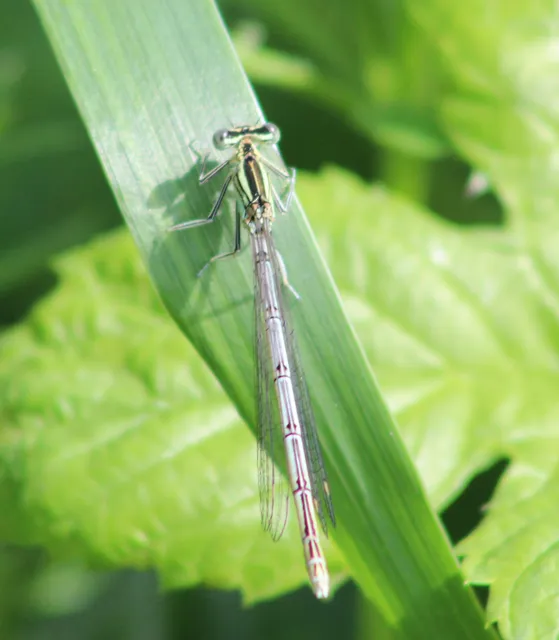 Platycnemis pennipes - széleslábú szitakötő