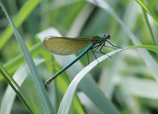 Calopteryx splendens - sávos szitakötő