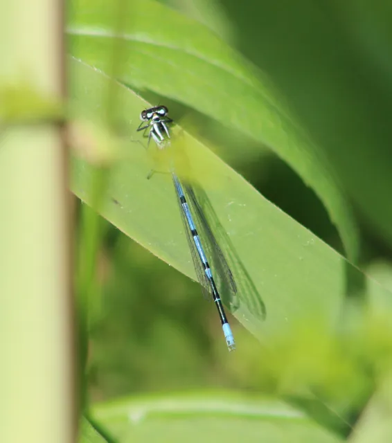 Coenagrion puella - azúrkék légivadász