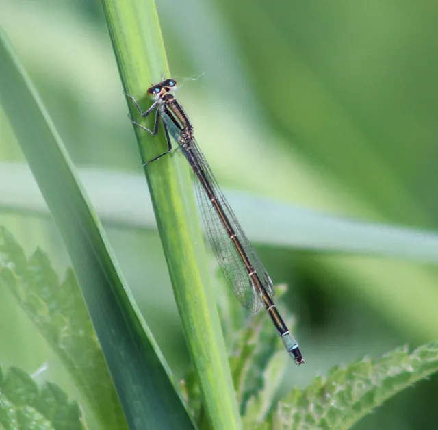 Ischnura elegans pontica - kéköves légivadász