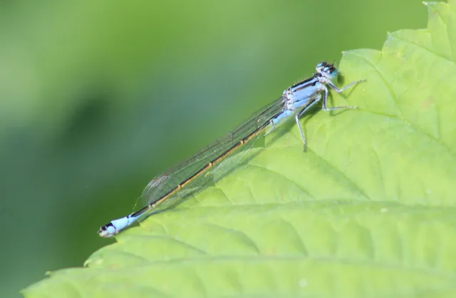Ischnura elegans pontica - kéköves légivadász