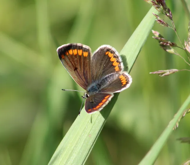 Aricia agestis - szerecsenboglárka
