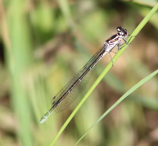 Coenagrion puella - azúrkék légivadász