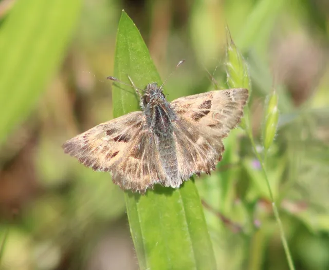 Carcharodus alceae - mályva-busalepke