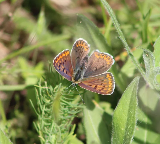 Lycaena tityrus - barna tűzlepke