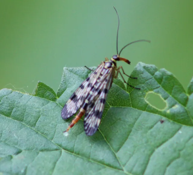 Panorpa vulgaris