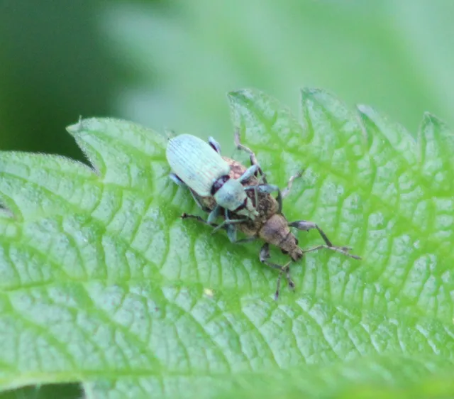 Phyllobius pomaceus - csalán-levélormányos