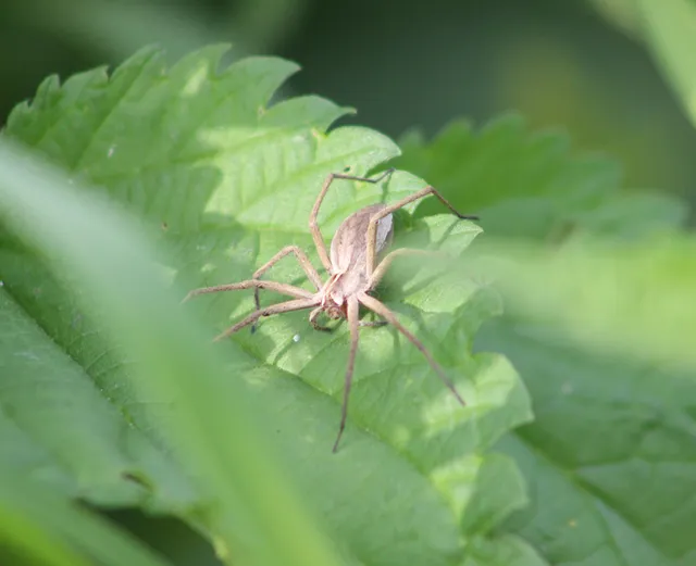 Pisaura mirabilis - csodáspók
