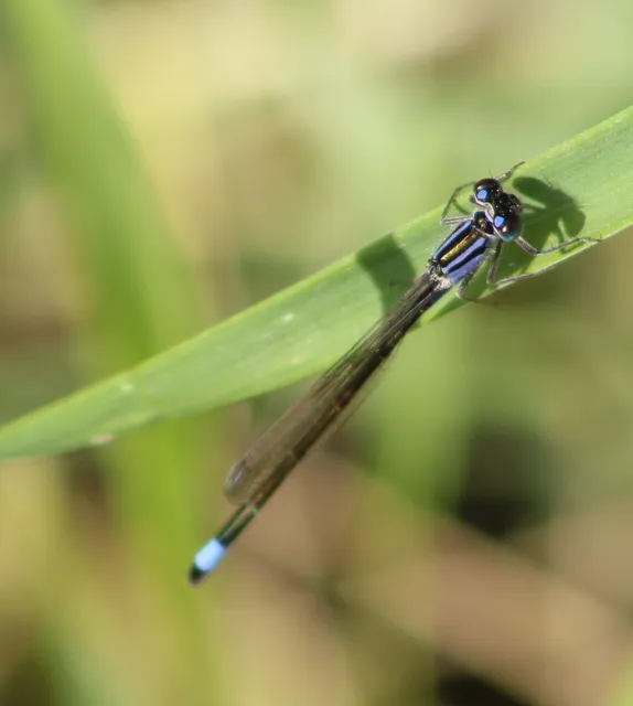 Ischnura elegans pontica - kéköves légivadász