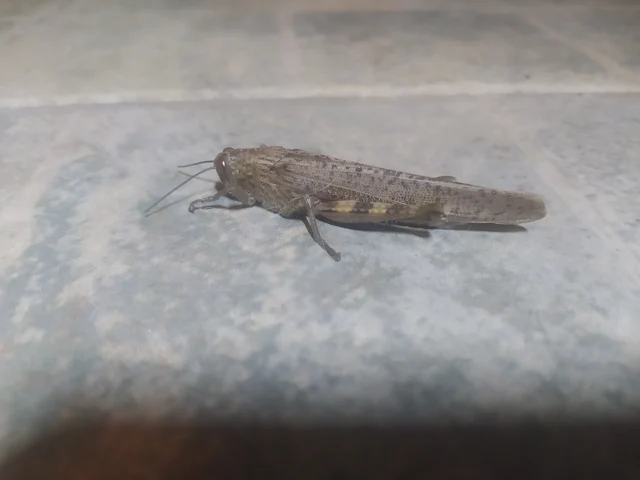 Anacridium aegyptium - egyiptomi sáska