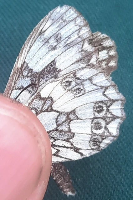Melanargia galathea - sakktáblalepke