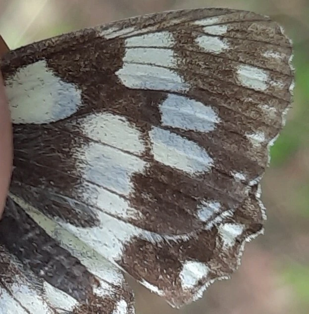 Melanargia galathea - sakktáblalepke