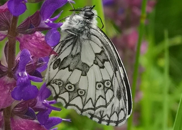 Melanargia galathea - sakktáblalepke