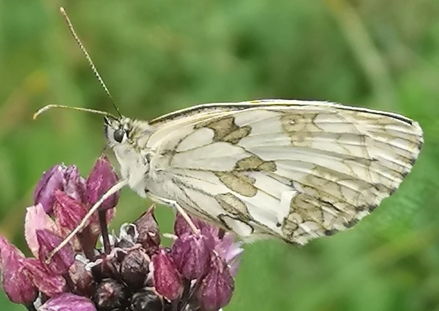 Melanargia galathea - sakktáblalepke