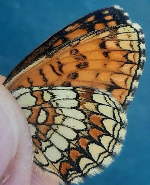 Melitaea athalia - közönséges tarkalepke