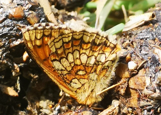Melitaea athalia - közönséges tarkalepke
