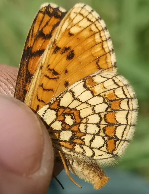 Melitaea athalia - közönséges tarkalepke