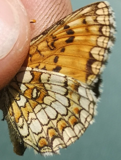 Melitaea athalia - közönséges tarkalepke