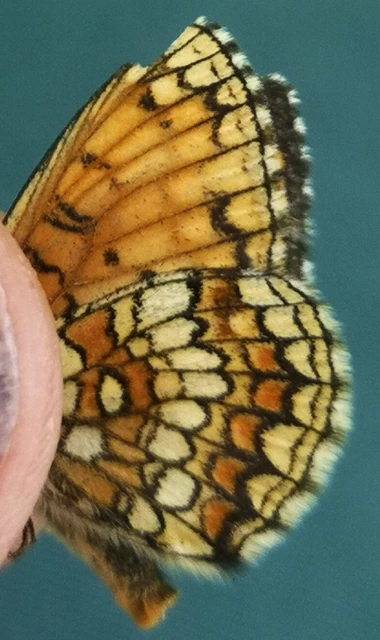 Melitaea athalia - közönséges tarkalepke